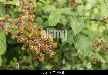 Blackberries ripening in the August sunshine, England, UK. Unidentified blackberry species. Stock Photo