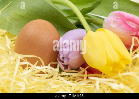Arrival of spring and Easter holidays a chicken egg and pastel tulips Stock Photo