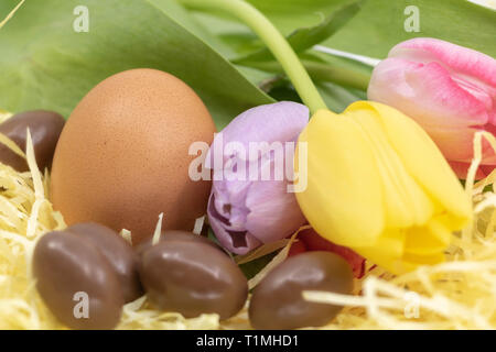 Closeup on chocolate and chicken eggs and tulips for Easter Stock Photo