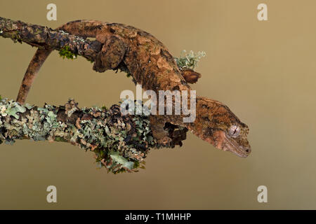 Mossy Prehensile Tail Gecko (Mniarogekko chahoua) camouflaged against a lichen covered branch Stock Photo