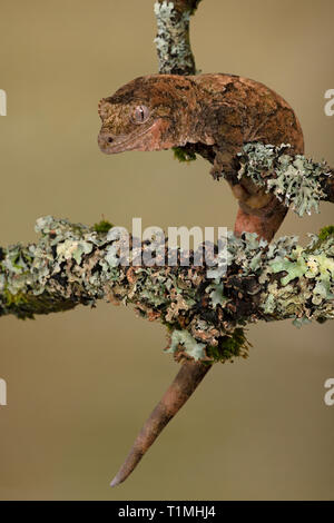 Mossy Prehensile Tail Gecko (Mniarogekko chahoua) camouflaged against a lichen covered branch Stock Photo