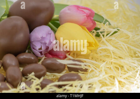 Colorful tulips, chocolate eggs in straw for nature and countryside Easter Stock Photo
