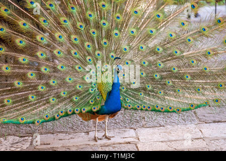 Peacock, roaming around in Lisbon Castle, Portugal Stock Photo