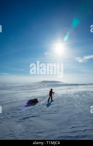 Cross country ski tourer crossing the Finnmarksvidda Plateau. Finnmark, Arctic Norway. Stock Photo