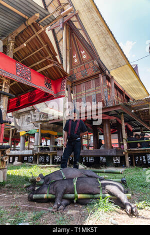 A sacrificial pig on a bamboo truss at a funeral ceremony in a village in Tana Toraja, Sulawesi, Indonesia Stock Photo