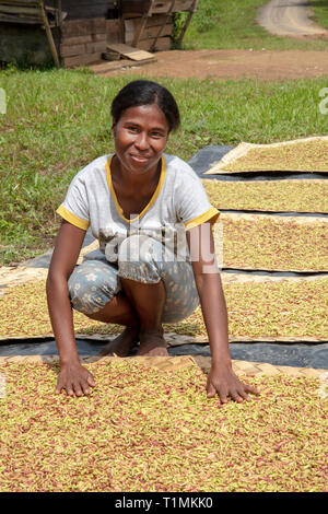Indigenous Alfur woman of the Nuaulu group with drying cloves, Seram island, Maluku, Indonesia Stock Photo