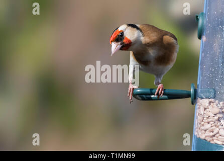 Adult Goldfinch bird (Carduelis carduelis) perched on a bird feeder in Spring in West Sussex, UK. With copy space. Stock Photo
