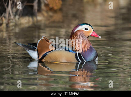 Side view of a Drake Mandarin Duck (Aix galericulata) on water in early Spring in West Sussex, UK. Stock Photo