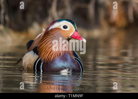 Drake Mandarin Duck (Aix galericulata) on water in early Spring in West Sussex, UK. Stock Photo