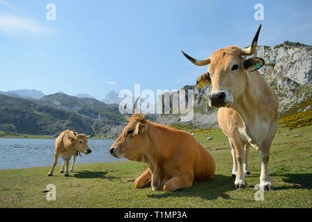 Asturian mountain cattle (Bos taurus) standing on pastureland around Lake Ercina, Lakes of Covadonga, Picos de Europa, Asturias, Spain, August. Stock Photo