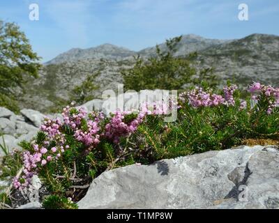 Cornish heath (Erica vagans) clump flowering among limestone rocks on montane pastureland, Picos de Europa, Asturias, Spain. Stock Photo