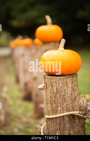 Little pumpkins outside on a fence lined up in a row Stock Photo - Alamy