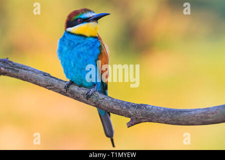 beautiful colored bird sits proudly on a branch, wildlife, unique shots Stock Photo