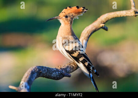 hoopoe sitting on a branch in the morning light Stock Photo