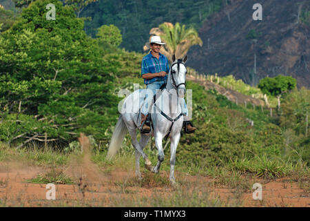 Horseman riding a criollo horse, Guanacaste, Costa Rica Stock Photo