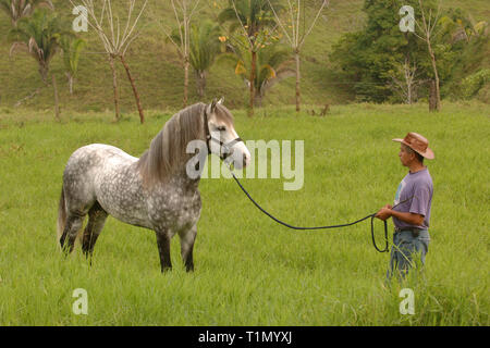 Man drills a Criollo horse, Stud farm, Guanacaste, Costa Rica Stock Photo
