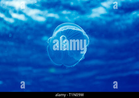 Closeup of jelly fish floating in the pretty blue waters of the Caribbean Stock Photo