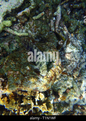 Salarias fasciatus-Lawnmower Blenny Stock Photo