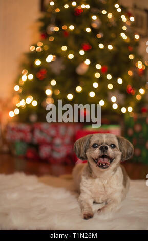 Little 10 year old shih tzu dog in front of Christmas tree Stock Photo