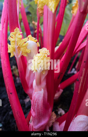 Forced rhubarb - pink stalks and yellow leaves freshly uncovered in domestic garden Stock Photo