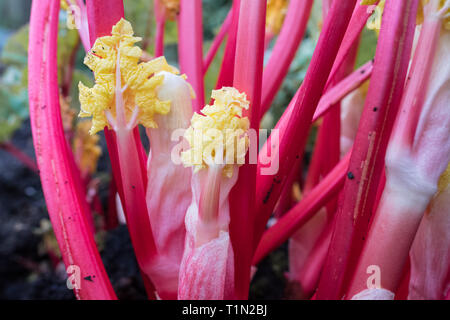 Forced rhubarb - pink stalks and yellow leaves freshly uncovered in domestic garden Stock Photo