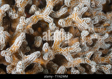 closeup of white polyps on tentacles extended from stag horn, Acropora cervicornis, soft coral Stock Photo