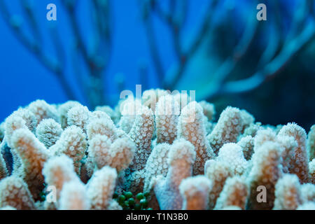 Closeup of white star shaped Daisy or clove  Coral Polyps Stock Photo