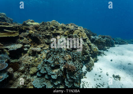 Coral reef mound of Fungiidae, Cnidaria, Stoney, millepora dichotoma, corals crowded in colony Stock Photo