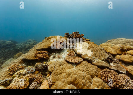 Coral reef mound of Fungiidae, Cnidaria, Stoney, millepora dichotoma,  corals crowded in together Stock Photo