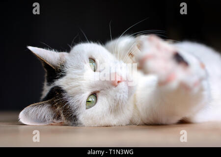 Tabby white cat with green eyes and pink nose lying on wooden floor stretching out blurry paw todwards camera on dark background Stock Photo