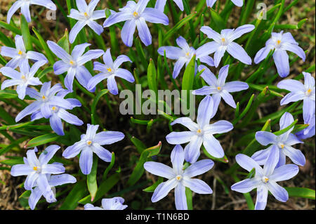 Glory-of-the-snow, Scilla luciliae, flowers in early spring Stock Photo