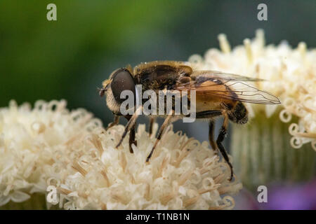 Close-Up Head of a Drone Hover fly (Eristalis tenax), Speckled with Pollen, Feeding from a White Garden Flower in Summer. Stock Photo