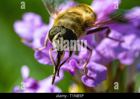 Close-Up Head of a Drone Hover fly (Eristalis tenax)  Cleaning Its Mouth Parts On a Purple Garden Flower in Summer. Stock Photo