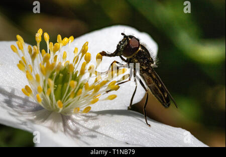 Small Hoverfly (Platycheirus albimanus) Feeding on Pollen From a Wood Anemone (Anemone nemorosa) Flower in Spring. Stock Photo