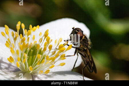 Head on View of a Small Hoverfly (Platycheirus albimanus) Feeding on Pollen From a Wood Anemone (Anemone nemorosa) Flower in Spring. Stock Photo
