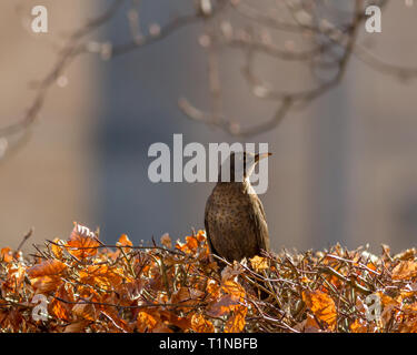 Female blackbird sitting on top  of a beautiful golden beech hedge lit by the sunlight on a sunny day in late winter/early spring. UK Stock Photo