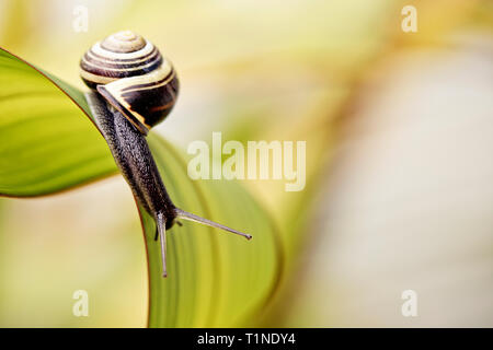 Small banded garden snail in summer on green leaf Stock Photo