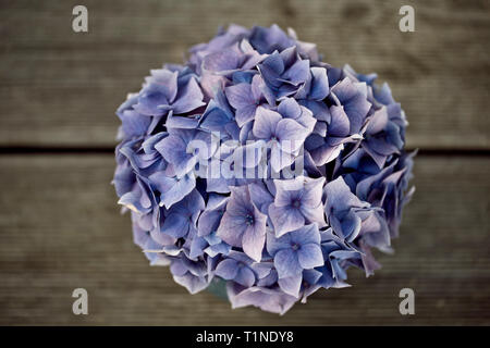 Still Life with Horstensia Flowers in blue tin cup Stock Photo
