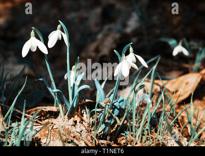 Snowdrops in the spring forest. Teal and orange photo filter. Stock Photo
