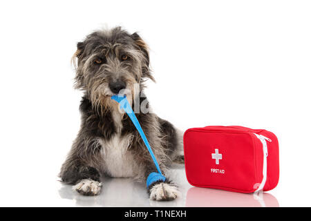 SICK DOG. INJURED AND FUNNY BLACK PUPPY LYING DOWN BITTING AND REMOVING A BLUE BANDAGE OR ELASTIC BAND ON FOOT AND A EMERGENCY  OR FIRT AID KIT. Stock Photo