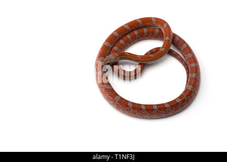 Corn snake isolated on white background Stock Photo