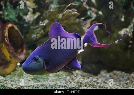 Red-toothed triggerfish (Odonus niger). Marine fish. Stock Photo