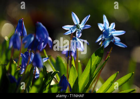 Cluster of blue siberian squill flowers (scilla siberica) shining in the sun Stock Photo