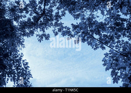 Canopy of tree leaves against sky, blue toned. Stock Photo