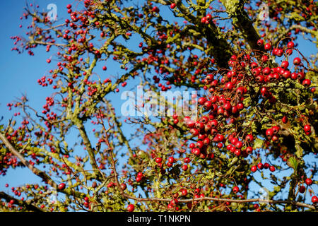 Ripe hawthorn berries or haws against a blue sky. Botanical name Crataegus monogyna Stock Photo
