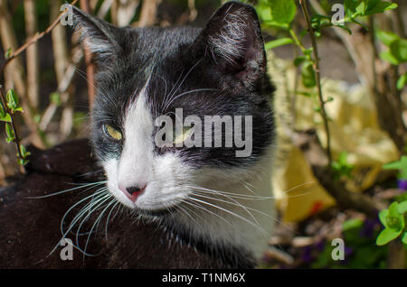 Black and white cat outside at sunny day. Close up. Stock Photo