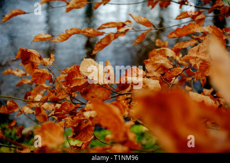 Beech leaves in autumn close up on tree growing next to river in Scotland with river in background Stock Photo