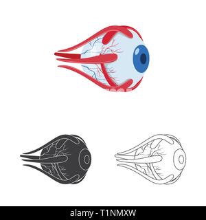 eyeball,eye,protection,treatment,prophylaxis,cornea,layers,structure ...