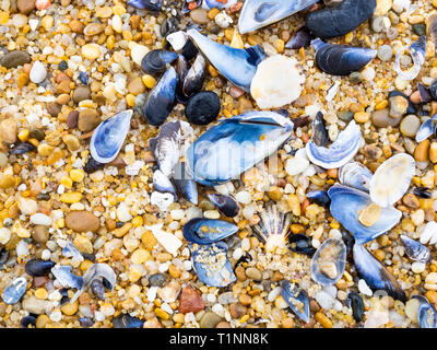 Seashells on the beach Stock Photo