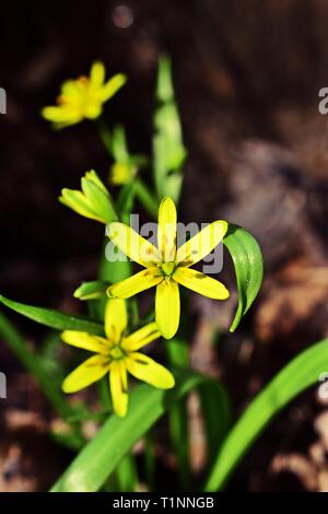 Gagea lutea, the yellow star-of-Bethlehem flower Stock Photo
